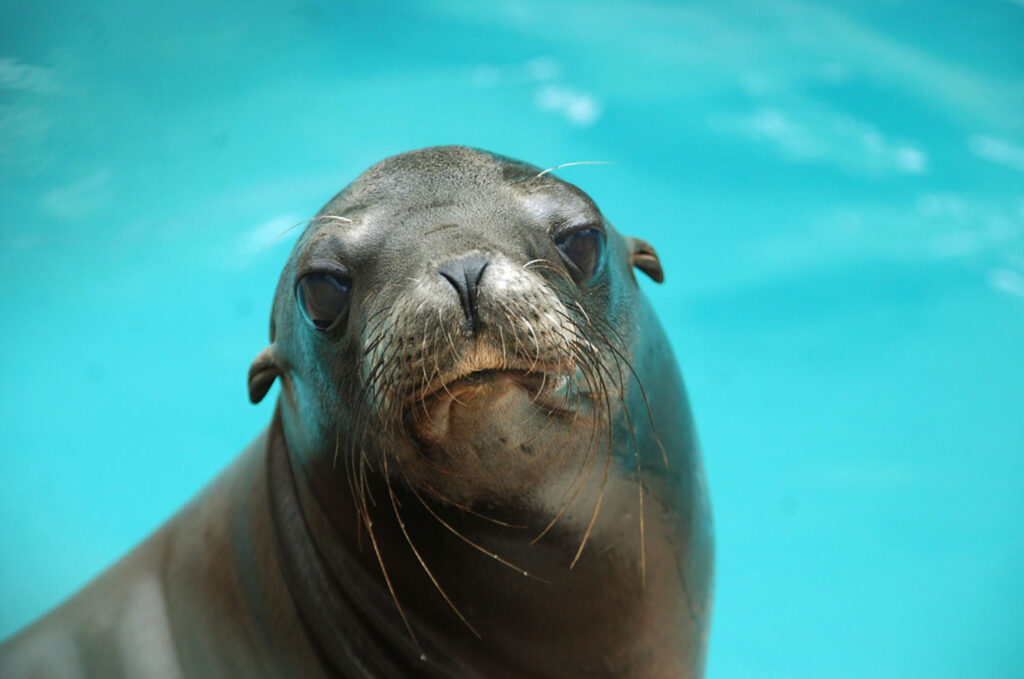 Marine Mammal Care Center In Crisis Random Lengths News